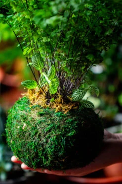 Preserved Hypnum Plumaeforme Wils. Moss Ball, Kokedama Planter -Ncyp Garden Sale Shop IMG 3099