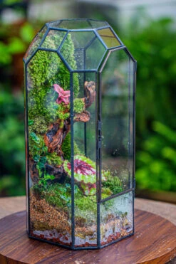 Vintage Tall Octagon Geometric Tin Glass Terrarium , 12.6" , Close, Suitable For Tall Plants, Orchid, Small Begonia Pitcher, Micro Landscape 25 Vintage Tall Octagon Geometric Tin Glass Terrarium , 12.6" , Close, Suitable For Tall Plants, Orchid, Small Begonia Pitcher, Micro Landscape -Ncyp Garden Sale Shop IMG 3134