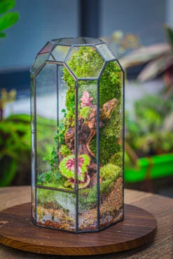 Vintage Tall Octagon Geometric Tin Glass Terrarium , 12.6" , Close, Suitable For Tall Plants, Orchid, Small Begonia Pitcher, Micro Landscape 26 Vintage Tall Octagon Geometric Tin Glass Terrarium , 12.6" , Close, Suitable For Tall Plants, Orchid, Small Begonia Pitcher, Micro Landscape -Ncyp Garden Sale Shop IMG 3135