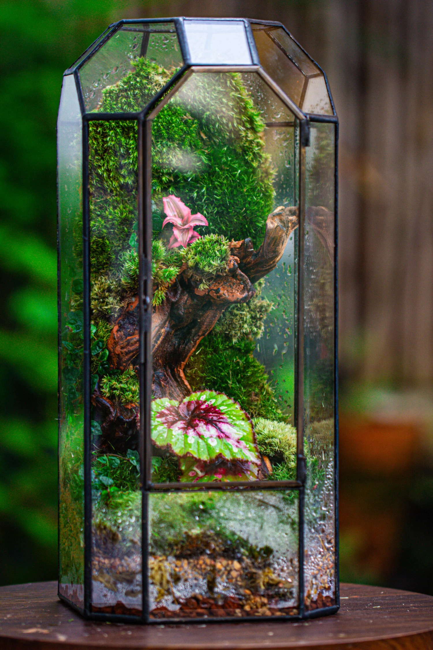 Vintage Tall Octagon Geometric Tin Glass Terrarium , 12.6" , Close, Suitable For Tall Plants, Orchid, Small Begonia Pitcher, Micro Landscape 9 Vintage Tall Octagon Geometric Tin Glass Terrarium , 12.6" , Close, Suitable For Tall Plants, Orchid, Small Begonia Pitcher, Micro Landscape - Image 9