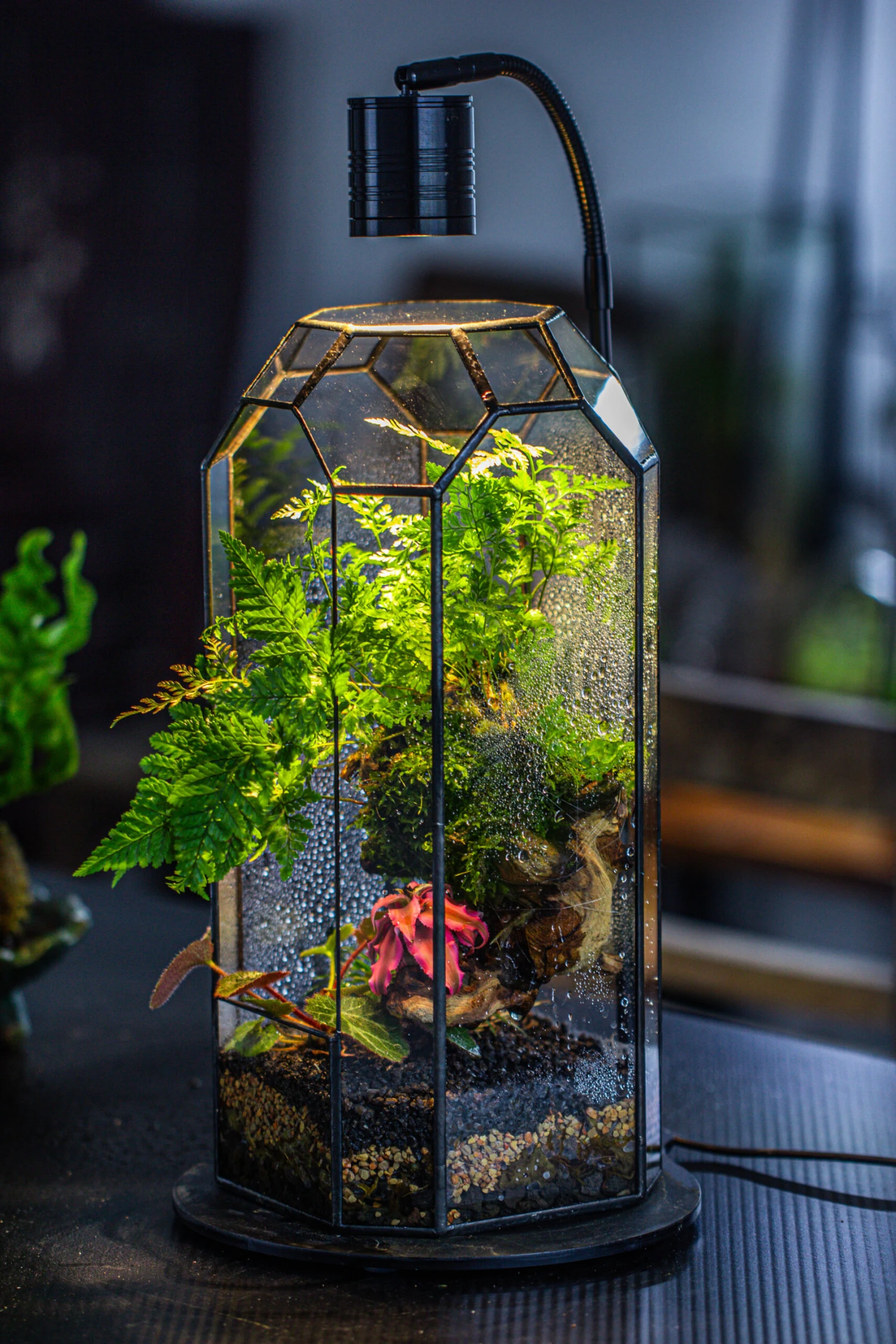 Vintage Tall Octagon Geometric Tin Glass Terrarium , 12.6" , Open, Suitable For Tall Plants, Orchid, Small Begonia Pitcher, Micro Landscape 16 Vintage Tall Octagon Geometric Tin Glass Terrarium , 12.6" , Open, Suitable For Tall Plants, Orchid, Small Begonia Pitcher, Micro Landscape - Image 16