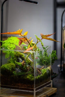 NCYP Acrylic Close Terrarium With Drainage Bottom, Suits For Fly Trap, Pitcher Plants, Moss Ball, Nursery, Small Tropical Plants 24 NCYP Acrylic Close Terrarium With Drainage Bottom, Suits For Fly Trap, Pitcher Plants, Moss Ball, Nursery, Small Tropical Plants -Ncyp Garden Sale Shop IMG 3192