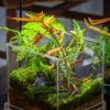 NCYP Acrylic Close Terrarium With Drainage Bottom, Suits For Fly Trap, Pitcher Plants, Moss Ball, Nursery, Small Tropical Plants