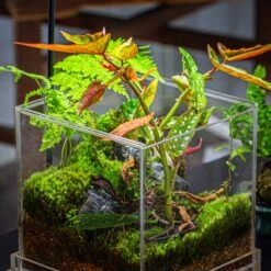 NCYP Acrylic Close Terrarium With Drainage Bottom, Suits For Fly Trap, Pitcher Plants, Moss Ball, Nursery, Small Tropical Plants