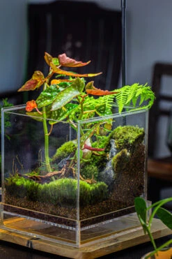 NCYP Acrylic Close Terrarium With Drainage Bottom, Suits For Fly Trap, Pitcher Plants, Moss Ball, Nursery, Small Tropical Plants 22 NCYP Acrylic Close Terrarium With Drainage Bottom, Suits For Fly Trap, Pitcher Plants, Moss Ball, Nursery, Small Tropical Plants -Ncyp Garden Sale Shop IMG 3194