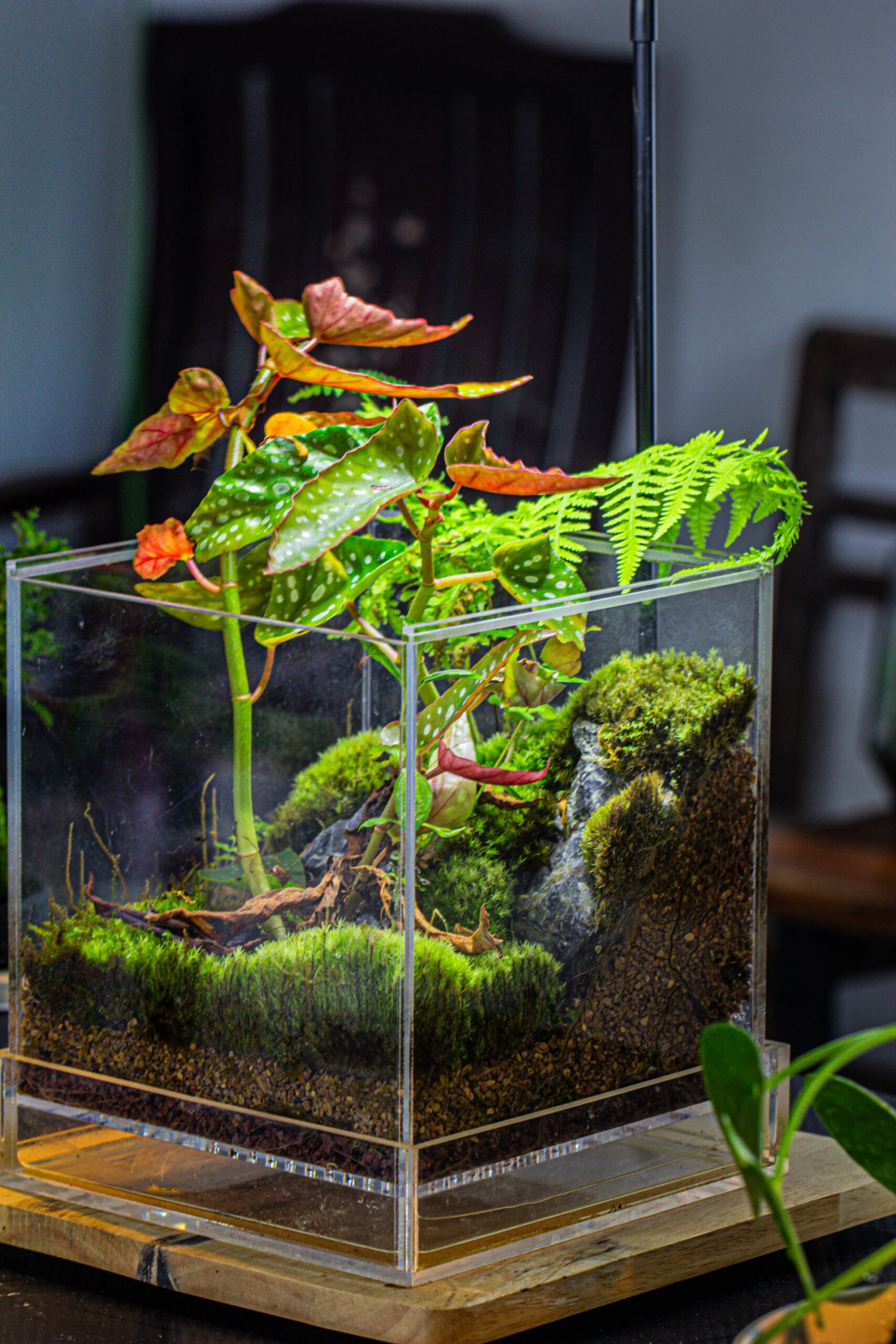 NCYP Acrylic Close Terrarium With Drainage Bottom, Suits For Fly Trap, Pitcher Plants, Moss Ball, Nursery, Small Tropical Plants 3 NCYP Acrylic Close Terrarium With Drainage Bottom, Suits For Fly Trap, Pitcher Plants, Moss Ball, Nursery, Small Tropical Plants - Image 3