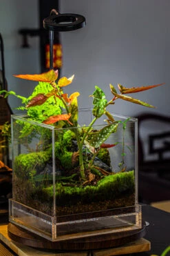 NCYP Acrylic Close Terrarium With Drainage Bottom, Suits For Fly Trap, Pitcher Plants, Moss Ball, Nursery, Small Tropical Plants 27 NCYP Acrylic Close Terrarium With Drainage Bottom, Suits For Fly Trap, Pitcher Plants, Moss Ball, Nursery, Small Tropical Plants -Ncyp Garden Sale Shop IMG 3204 33db4369 2c4f 4a29 b932 e8973bc8c659