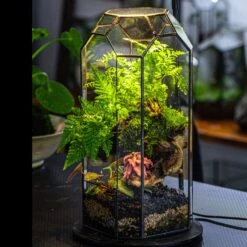 Vintage Tall Octagon Geometric Tin Glass Terrarium , 12.6" , Open, Suitable For Tall Plants, Orchid, Small Begonia Pitcher, Micro Landscape 23 Vintage Tall Octagon Geometric Tin Glass Terrarium , 12.6" , Open, Suitable For Tall Plants, Orchid, Small Begonia Pitcher, Micro Landscape -Ncyp Garden Sale Shop IMG 3207