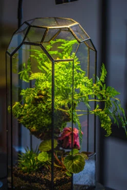 Vintage Tall Octagon Geometric Tin Glass Terrarium , 12.6" , Open, Suitable For Tall Plants, Orchid, Small Begonia Pitcher, Micro Landscape 39 Vintage Tall Octagon Geometric Tin Glass Terrarium , 12.6" , Open, Suitable For Tall Plants, Orchid, Small Begonia Pitcher, Micro Landscape -Ncyp Garden Sale Shop IMG 3232