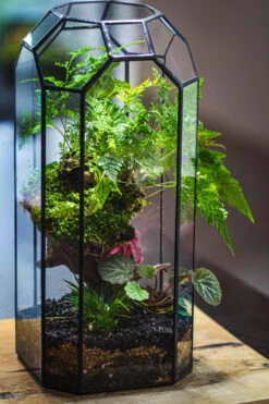 Vintage Tall Octagon Geometric Tin Glass Terrarium , 12.6" , Open, Suitable For Tall Plants, Orchid, Small Begonia Pitcher, Micro Landscape 38 Vintage Tall Octagon Geometric Tin Glass Terrarium , 12.6" , Open, Suitable For Tall Plants, Orchid, Small Begonia Pitcher, Micro Landscape -Ncyp Garden Sale Shop IMG 3233