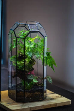 Vintage Tall Octagon Geometric Tin Glass Terrarium , 12.6" , Open, Suitable For Tall Plants, Orchid, Small Begonia Pitcher, Micro Landscape 37 Vintage Tall Octagon Geometric Tin Glass Terrarium , 12.6" , Open, Suitable For Tall Plants, Orchid, Small Begonia Pitcher, Micro Landscape -Ncyp Garden Sale Shop IMG 3234