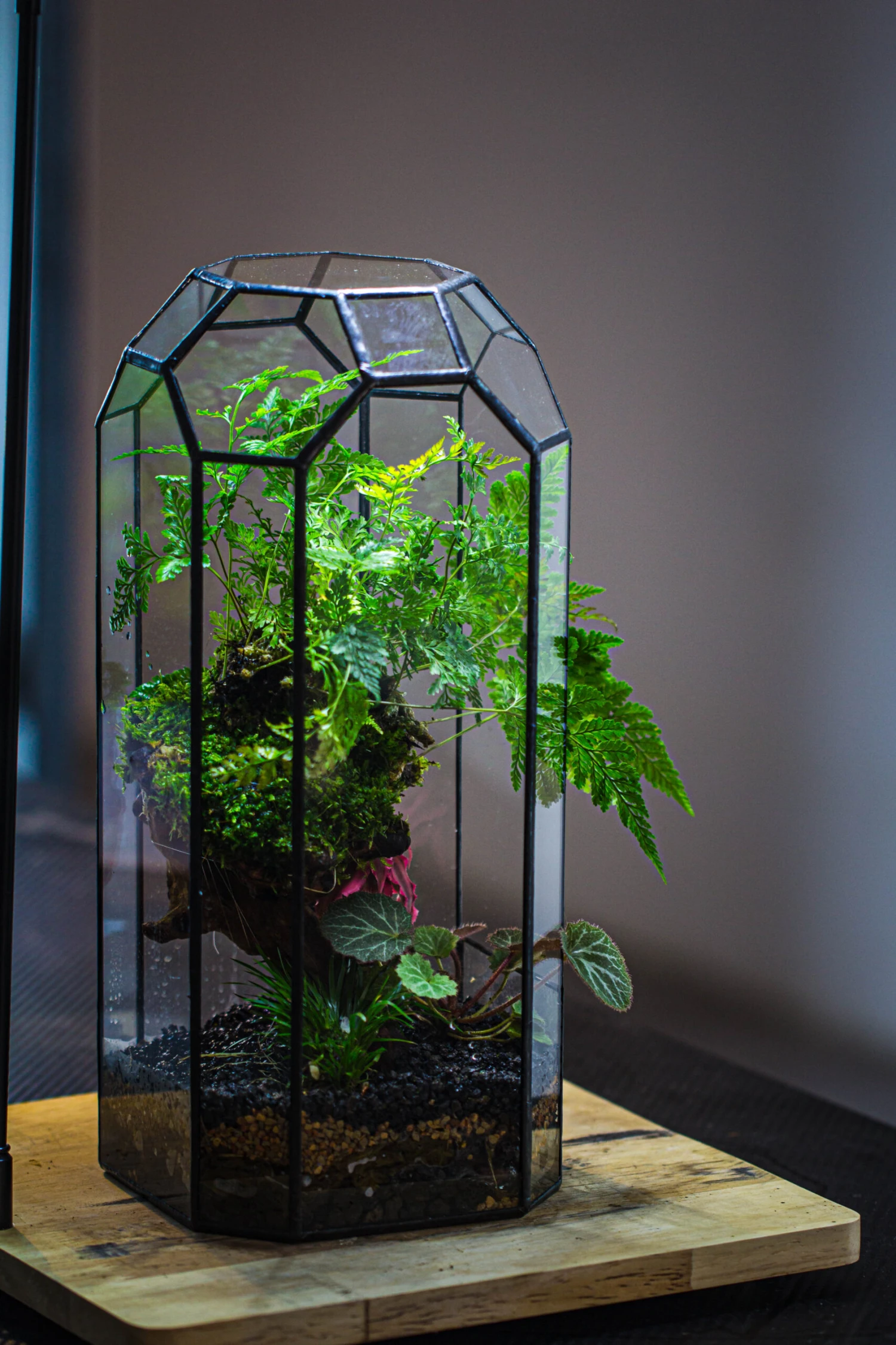 Vintage Tall Octagon Geometric Tin Glass Terrarium , 12.6" , Open, Suitable For Tall Plants, Orchid, Small Begonia Pitcher, Micro Landscape 18 Vintage Tall Octagon Geometric Tin Glass Terrarium , 12.6" , Open, Suitable For Tall Plants, Orchid, Small Begonia Pitcher, Micro Landscape - Image 18