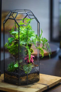 Vintage Tall Octagon Geometric Tin Glass Terrarium , 12.6" , Open, Suitable For Tall Plants, Orchid, Small Begonia Pitcher, Micro Landscape 36 Vintage Tall Octagon Geometric Tin Glass Terrarium , 12.6" , Open, Suitable For Tall Plants, Orchid, Small Begonia Pitcher, Micro Landscape -Ncyp Garden Sale Shop IMG 3237