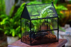 NCYP Vintage House Shape Glass Geometric Terrarium, With Side Door, With Mesh / Vent Holes For Small Insects Pet Building Set 24 NCYP Vintage House Shape Glass Geometric Terrarium, With Side Door, With Mesh / Vent Holes For Small Insects Pet Building Set -Ncyp Garden Sale Shop IMG 3358 2