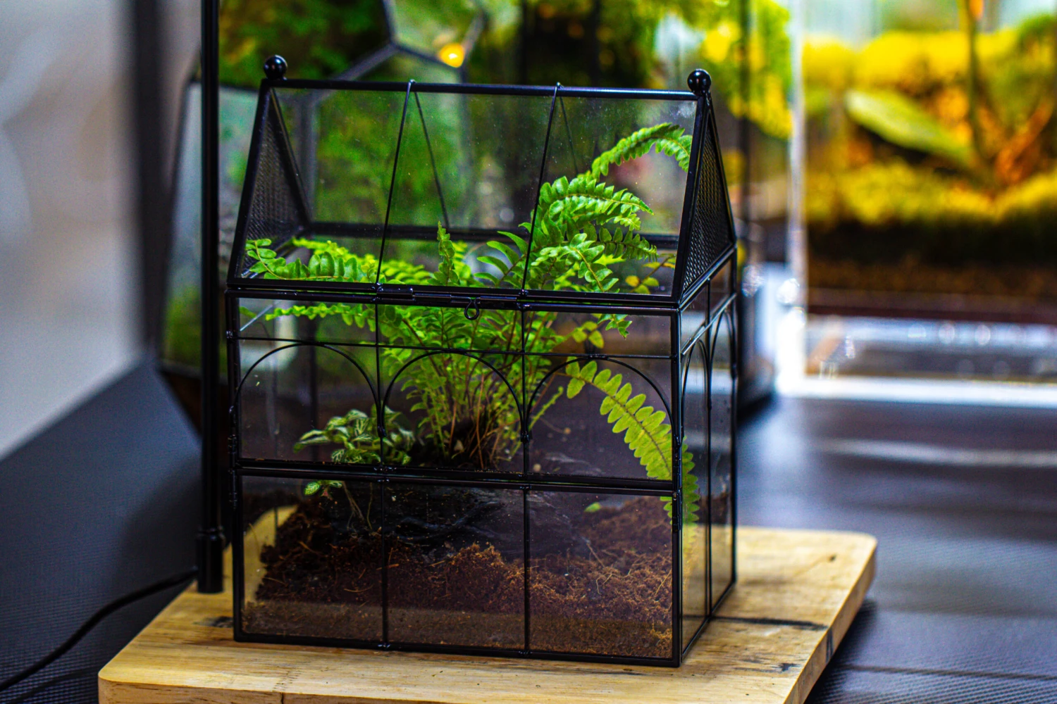 NCYP Vintage House Shape Glass Geometric Terrarium, With Side Door, With Mesh / Vent Holes For Small Insects Pet Building Set 3 NCYP Vintage House Shape Glass Geometric Terrarium, With Side Door, With Mesh / Vent Holes For Small Insects Pet Building Set - Image 3
