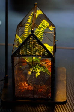 NCYP Vintage House Shape Glass Geometric Terrarium, With Side Door, With Mesh / Vent Holes For Small Insects Pet Building Set 35 NCYP Vintage House Shape Glass Geometric Terrarium, With Side Door, With Mesh / Vent Holes For Small Insects Pet Building Set -Ncyp Garden Sale Shop IMG 3363