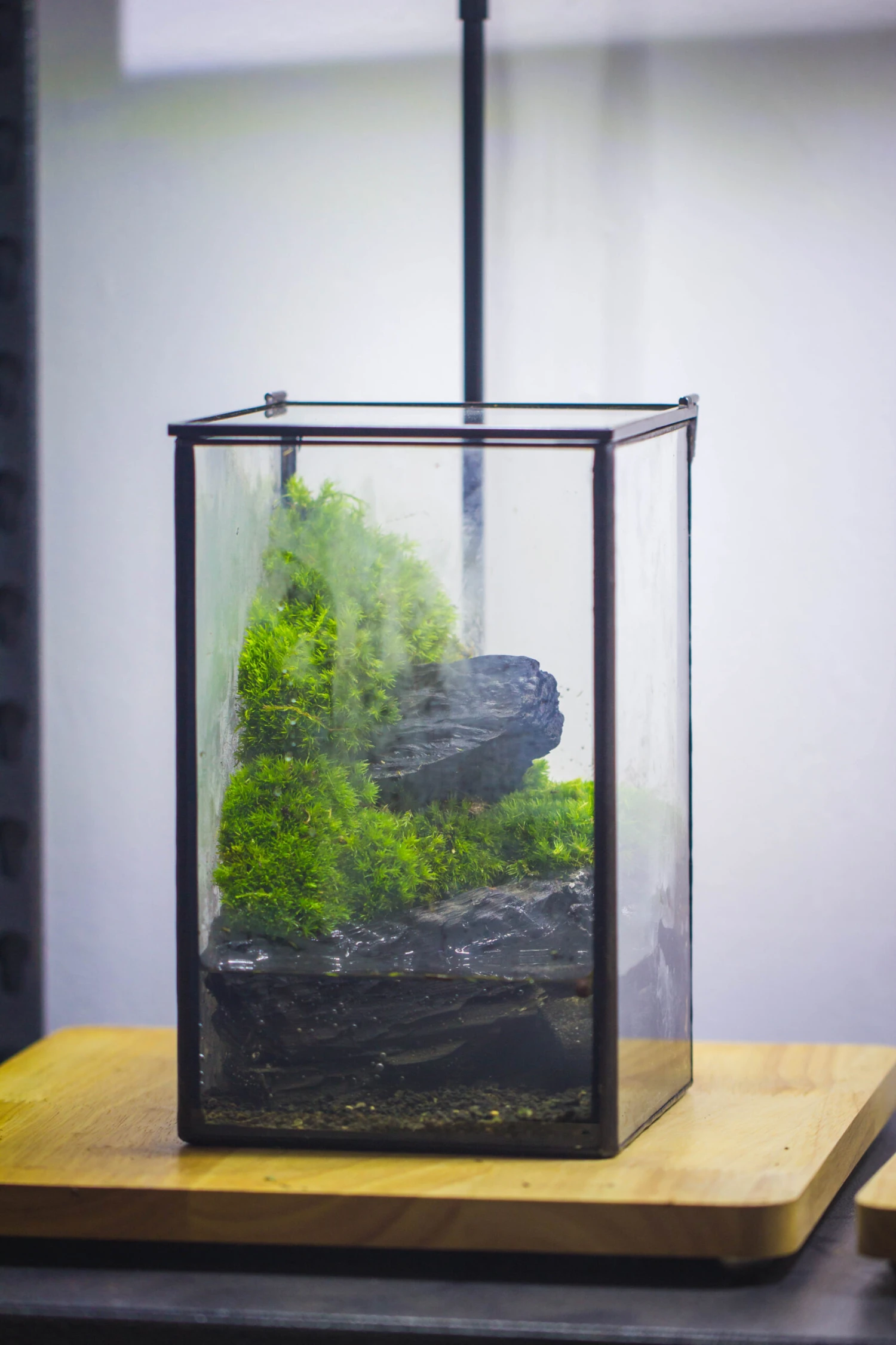 NCYP Watertight Close Geometric Glass Tin Terrarium, For Small Waterpond, Moss Landscape, Live Miniature, Water Pond, Miniature 13 NCYP Watertight Close Geometric Glass Tin Terrarium, For Small Waterpond, Moss Landscape, Live Miniature, Water Pond, Miniature - Image 13