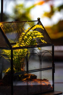 NCYP Vintage House Shape Glass Geometric Terrarium, With Side Door, With Mesh / Vent Holes For Small Insects Pet Building Set 37 NCYP Vintage House Shape Glass Geometric Terrarium, With Side Door, With Mesh / Vent Holes For Small Insects Pet Building Set -Ncyp Garden Sale Shop IMG 3373