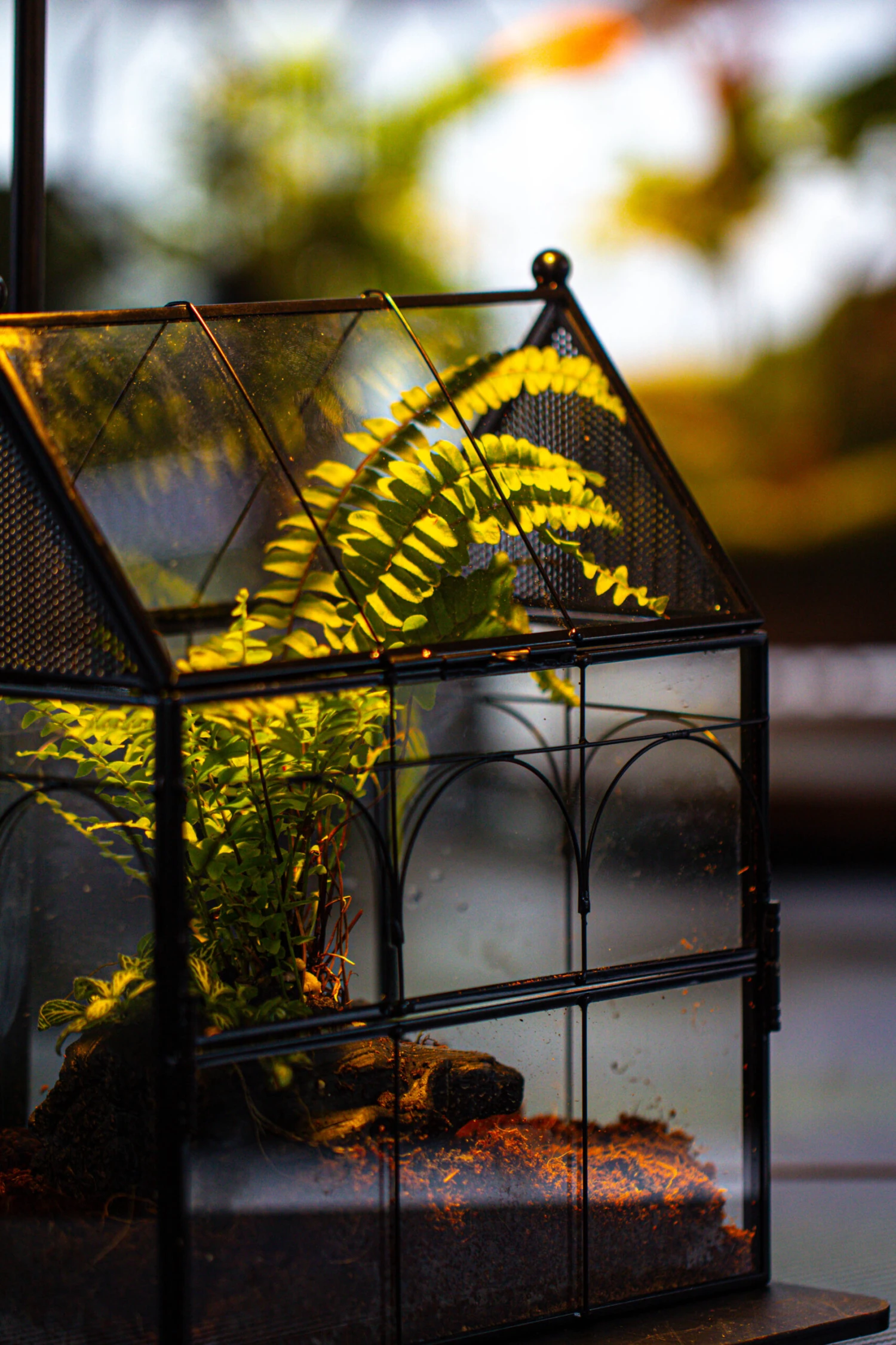 NCYP Vintage House Shape Glass Geometric Terrarium, With Side Door, With Mesh / Vent Holes For Small Insects Pet Building Set 18 NCYP Vintage House Shape Glass Geometric Terrarium, With Side Door, With Mesh / Vent Holes For Small Insects Pet Building Set - Image 18