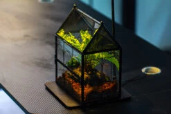 NCYP Vintage House Shape Glass Geometric Terrarium, With Side Door, With Mesh / Vent Holes For Small Insects Pet Building Set 34 NCYP Vintage House Shape Glass Geometric Terrarium, With Side Door, With Mesh / Vent Holes For Small Insects Pet Building Set -Ncyp Garden Sale Shop IMG 3381