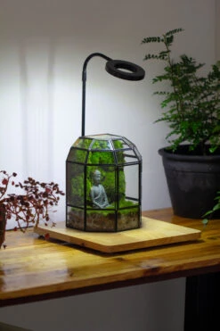 Half Dome Geometric Glass Terrarium, Close, Succulents Planter Pot Miniature Landscape Bonsai Container -Ncyp Garden Sale Shop IMG 3386