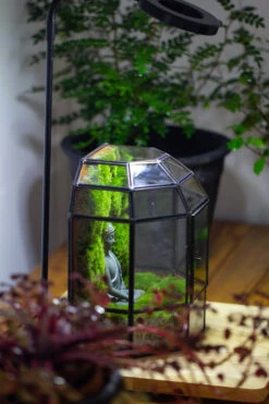 Half Dome Geometric Glass Terrarium, Close, Succulents Planter Pot Miniature Landscape Bonsai Container -Ncyp Garden Sale Shop IMG 3387