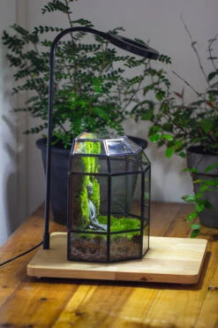 Half Dome Geometric Glass Terrarium, Close, Succulents Planter Pot Miniature Landscape Bonsai Container -Ncyp Garden Sale Shop IMG 3388