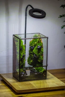 Close Geometric Glass Tin Terrarium , Watertight, 8x10" Container For Moss Wall, Fern, Landscape Waterpond, No Plants -Ncyp Garden Sale Shop IMG 3394