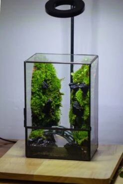 Close Geometric Glass Tin Terrarium , Watertight, 8x10" Container For Moss Wall, Fern, Landscape Waterpond, No Plants -Ncyp Garden Sale Shop IMG 3396 3