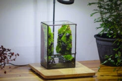 Close Geometric Glass Tin Terrarium , Watertight, 8x10" Container For Moss Wall, Fern, Landscape Waterpond, No Plants -Ncyp Garden Sale Shop IMG 3399