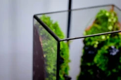 Close Geometric Glass Tin Terrarium , Watertight, 8x10" Container For Moss Wall, Fern, Landscape Waterpond, No Plants -Ncyp Garden Sale Shop IMG 3402