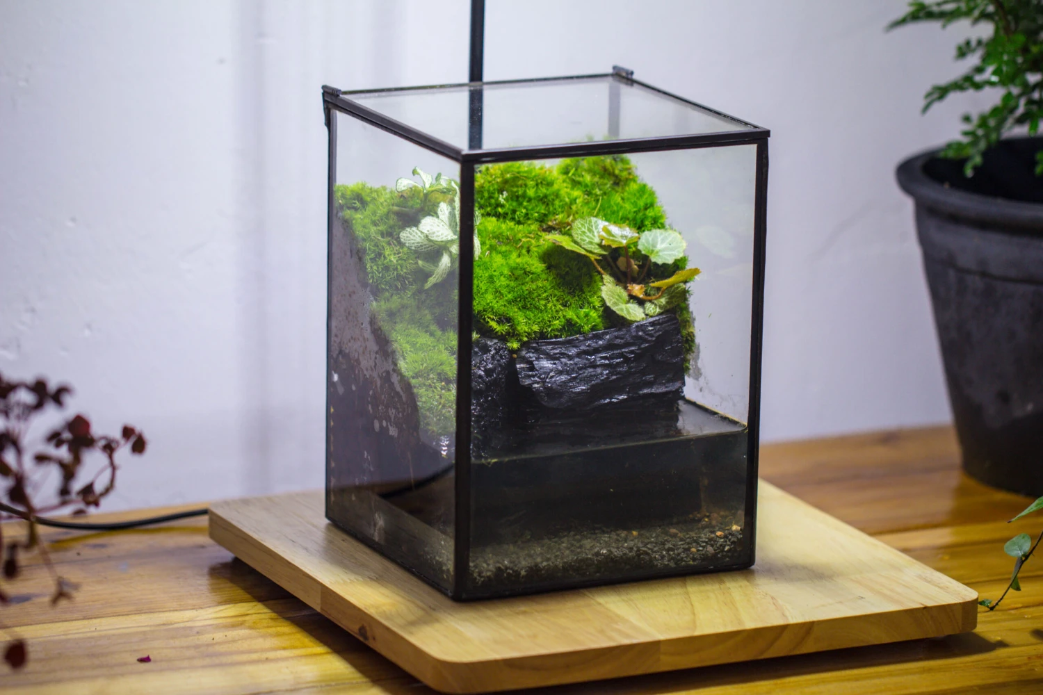 NCYP Watertight Close Geometric Glass Tin Terrarium, For Small Waterpond, Moss Landscape, Live Miniature, Water Pond, Miniature 9 NCYP Watertight Close Geometric Glass Tin Terrarium, For Small Waterpond, Moss Landscape, Live Miniature, Water Pond, Miniature - Image 9
