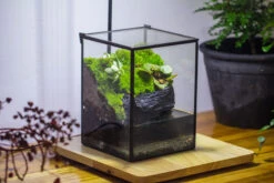 Porous Black Horticultural Lava Rocks, For Terrarium Drainage Control, The Bottom Layer Of The Moss Terrarium -Ncyp Garden Sale Shop IMG 3408 84ad3df6 8d9a 4fbf bfc5 54cd63dc0336