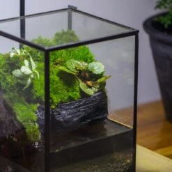 NCYP Watertight Close Geometric Glass Tin Terrarium, For Small Waterpond, Moss Landscape, Live Miniature, Water Pond, Miniature 22 NCYP Watertight Close Geometric Glass Tin Terrarium, For Small Waterpond, Moss Landscape, Live Miniature, Water Pond, Miniature -Ncyp Garden Sale Shop IMG 3409