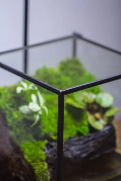 NCYP Watertight Close Geometric Glass Tin Terrarium, For Small Waterpond, Moss Landscape, Live Miniature, Water Pond, Miniature 24 NCYP Watertight Close Geometric Glass Tin Terrarium, For Small Waterpond, Moss Landscape, Live Miniature, Water Pond, Miniature -Ncyp Garden Sale Shop IMG 3410 2