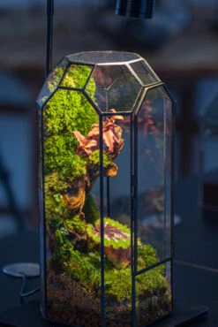 Vintage Tall Octagon Geometric Tin Glass Terrarium , 12.6" , Close, Suitable For Tall Plants, Orchid, Small Begonia Pitcher, Micro Landscape 27 Vintage Tall Octagon Geometric Tin Glass Terrarium , 12.6" , Close, Suitable For Tall Plants, Orchid, Small Begonia Pitcher, Micro Landscape -Ncyp Garden Sale Shop IMG 3412