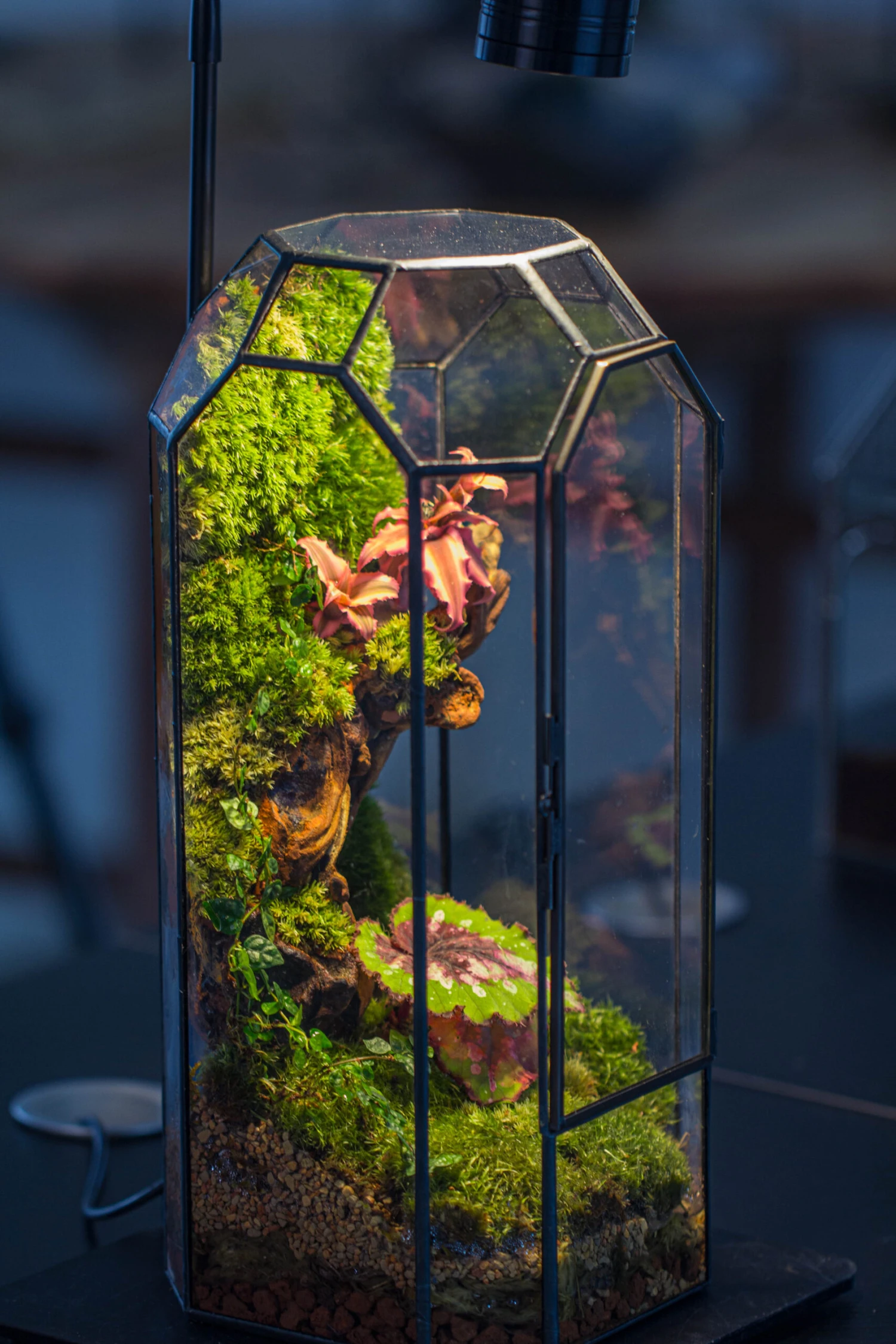 Vintage Tall Octagon Geometric Tin Glass Terrarium , 12.6" , Close, Suitable For Tall Plants, Orchid, Small Begonia Pitcher, Micro Landscape 8 Vintage Tall Octagon Geometric Tin Glass Terrarium , 12.6" , Close, Suitable For Tall Plants, Orchid, Small Begonia Pitcher, Micro Landscape - Image 8