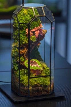 Vintage Tall Octagon Geometric Tin Glass Terrarium , 12.6" , Close, Suitable For Tall Plants, Orchid, Small Begonia Pitcher, Micro Landscape 22 Vintage Tall Octagon Geometric Tin Glass Terrarium , 12.6" , Close, Suitable For Tall Plants, Orchid, Small Begonia Pitcher, Micro Landscape -Ncyp Garden Sale Shop IMG 3414