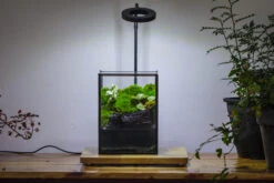 NCYP Watertight Close Geometric Glass Tin Terrarium, For Small Waterpond, Moss Landscape, Live Miniature, Water Pond, Miniature 26 NCYP Watertight Close Geometric Glass Tin Terrarium, For Small Waterpond, Moss Landscape, Live Miniature, Water Pond, Miniature -Ncyp Garden Sale Shop IMG 3414 3