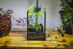 NCYP Watertight Open Geometric Glass Tin Terrarium, For Small Waterpond, Bog, Moss Landscape, Water Pond, Carnivorous Plants -Ncyp Garden Sale Shop IMG 3420