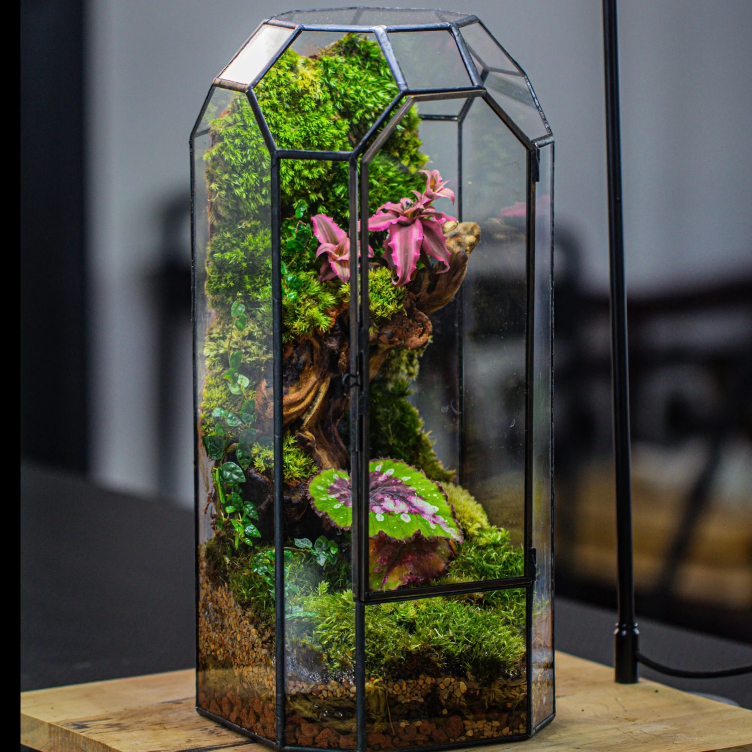 Vintage Tall Octagon Geometric Tin Glass Terrarium , 12.6" , Close, Suitable For Tall Plants, Orchid, Small Begonia Pitcher, Micro Landscape 5 Vintage Tall Octagon Geometric Tin Glass Terrarium , 12.6" , Close, Suitable For Tall Plants, Orchid, Small Begonia Pitcher, Micro Landscape - Image 5