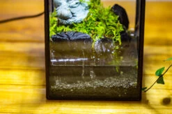 NCYP Watertight Open Geometric Glass Tin Terrarium, For Small Waterpond, Bog, Moss Landscape, Water Pond, Carnivorous Plants -Ncyp Garden Sale Shop IMG 3422