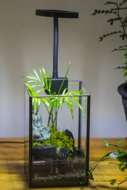 NCYP Watertight Open Geometric Glass Tin Terrarium, For Small Waterpond, Bog, Moss Landscape, Water Pond, Carnivorous Plants -Ncyp Garden Sale Shop IMG 3423