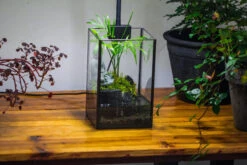 NCYP Watertight Open Geometric Glass Tin Terrarium, For Small Waterpond, Bog, Moss Landscape, Water Pond, Carnivorous Plants -Ncyp Garden Sale Shop IMG 3426