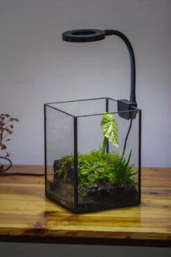 NCYP Watertight Open Geometric Glass Tin Terrarium, For Small Waterpond, Bog, Moss Landscape, Water Pond, Carnivorous Plants -Ncyp Garden Sale Shop IMG 3443