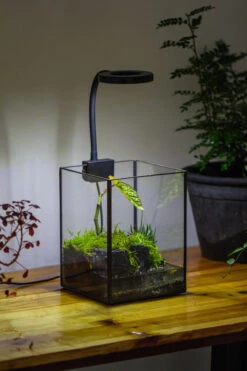 NCYP Watertight Open Geometric Glass Tin Terrarium, For Small Waterpond, Bog, Moss Landscape, Water Pond, Carnivorous Plants -Ncyp Garden Sale Shop IMG 3446