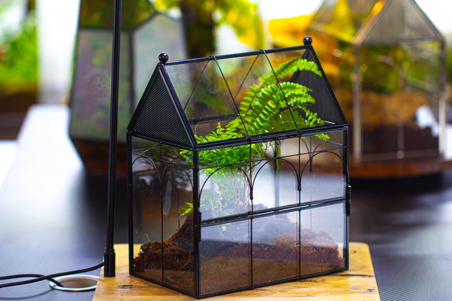 NCYP Vintage House Shape Glass Geometric Terrarium, With Side Door, With Mesh / Vent Holes For Small Insects Pet Building Set 8 NCYP Vintage House Shape Glass Geometric Terrarium, With Side Door, With Mesh / Vent Holes For Small Insects Pet Building Set - Image 8