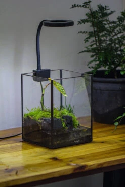 NCYP Watertight Open Geometric Glass Tin Terrarium, For Small Waterpond, Bog, Moss Landscape, Water Pond, Carnivorous Plants -Ncyp Garden Sale Shop IMG 3448