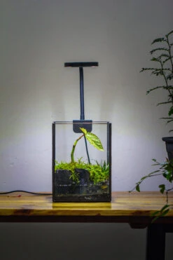 NCYP Watertight Open Geometric Glass Tin Terrarium, For Small Waterpond, Bog, Moss Landscape, Water Pond, Carnivorous Plants -Ncyp Garden Sale Shop IMG 3450 2