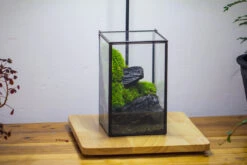 NCYP Watertight Close Geometric Glass Tin Terrarium, For Small Waterpond, Moss Landscape, Live Miniature, Water Pond, Miniature 34 NCYP Watertight Close Geometric Glass Tin Terrarium, For Small Waterpond, Moss Landscape, Live Miniature, Water Pond, Miniature -Ncyp Garden Sale Shop IMG 3452